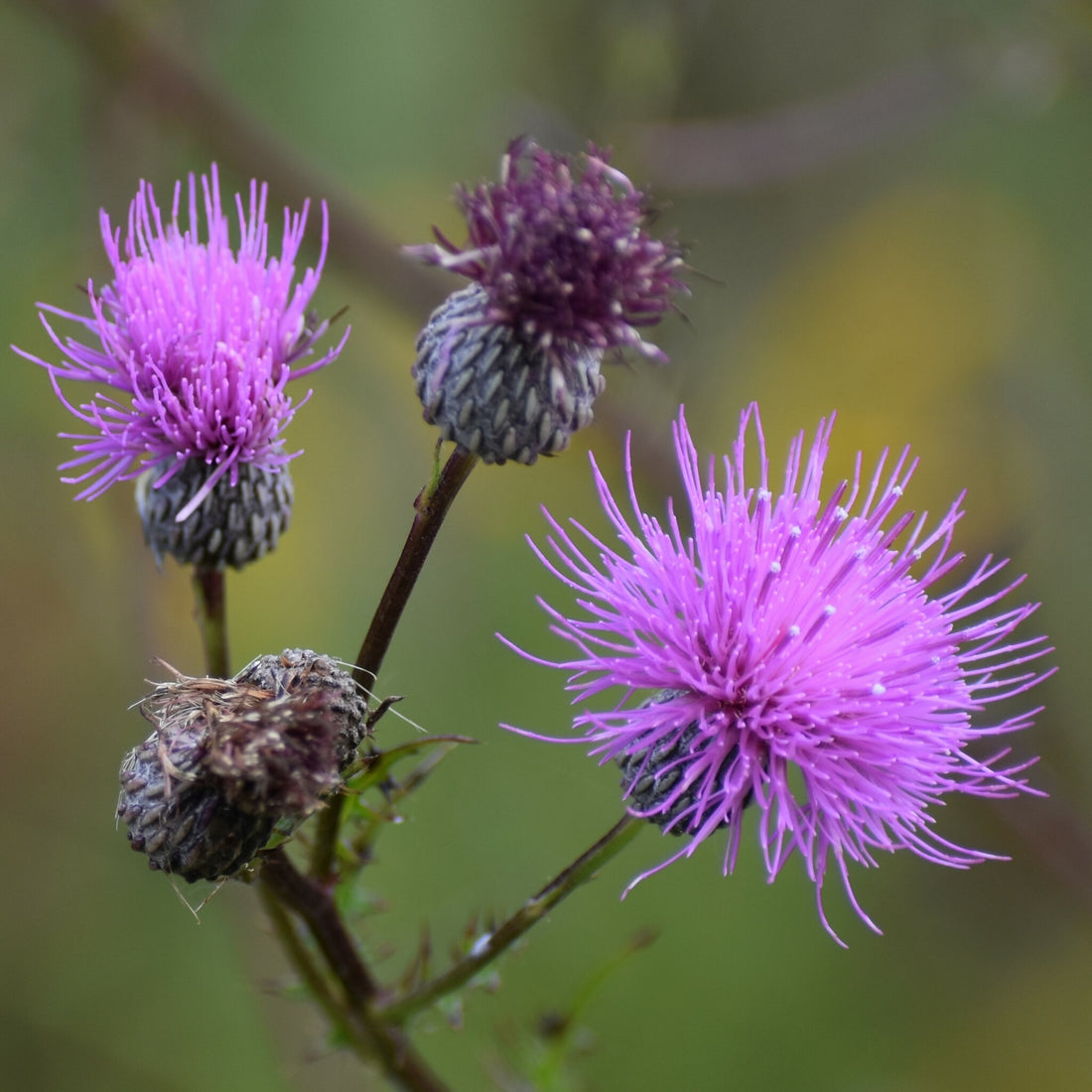 Cirsium Muticum flower seeds