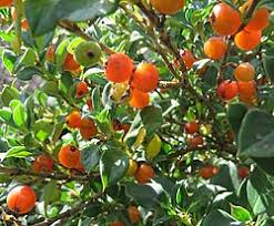 Orange Thorn Fruit Seeds for Planting featuring an evergreen Pittosporum multiflorum shrub with glossy green foliage, thorny branches, and bright orange fruits