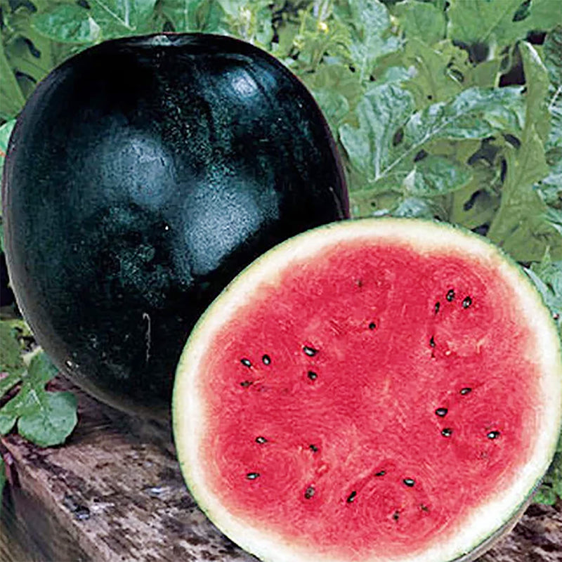 Densuke Watermelon Fruit Seeds for Planting – Heirloom Non-GMO Garden Seeds