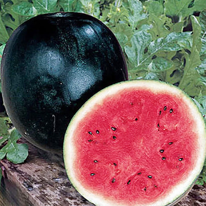 Densuke Watermelon Fruit Seeds for Planting – Heirloom Non-GMO Garden Seeds
