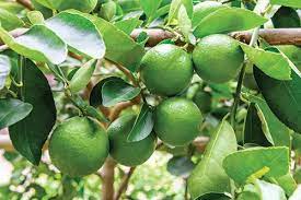 Key Lime Fruit Seeds for Planting – Heirloom Non-GMO Garden Seeds