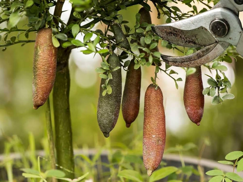 Finger Lime Citrus australasica Fruit Seeds for Planting – Heirloom Non-GMO Garden Seeds