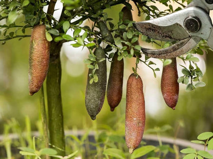 Finger Lime Citrus australasica Fruit Seeds for Planting – Heirloom Non-GMO Garden Seeds