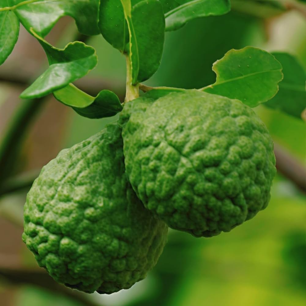 Kaffir Lime Fruit Seeds for Planting – Heirloom Non-GMO Garden Seeds