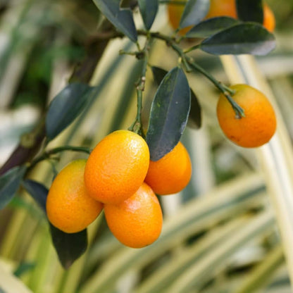 Kumquat Citrus japonica Orange Fruit Seeds for Planting – Heirloom Kumquat Tree Seeds