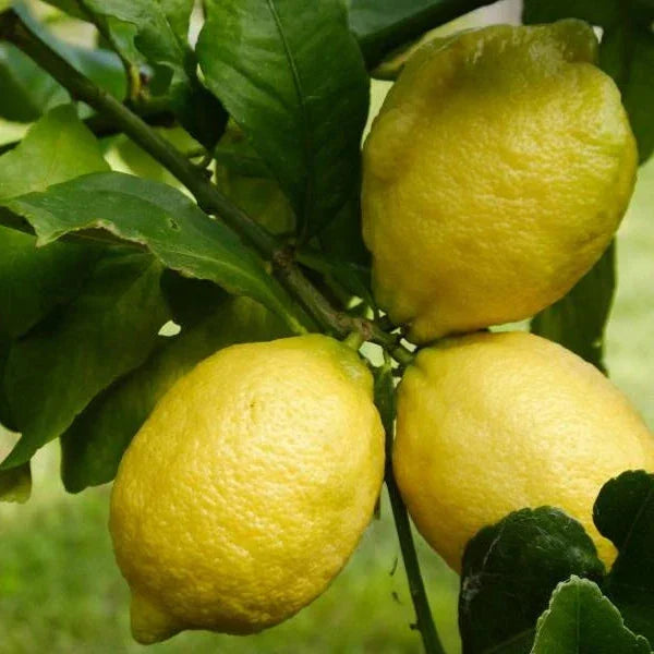eureka lemon seeds
