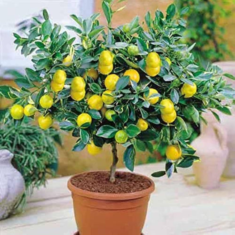 Lemon Tree Seeds for Planting – Heirloom Non-GMO Garden Seeds