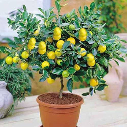 Lemon Tree Seeds for Planting – Heirloom Non-GMO Garden Seeds