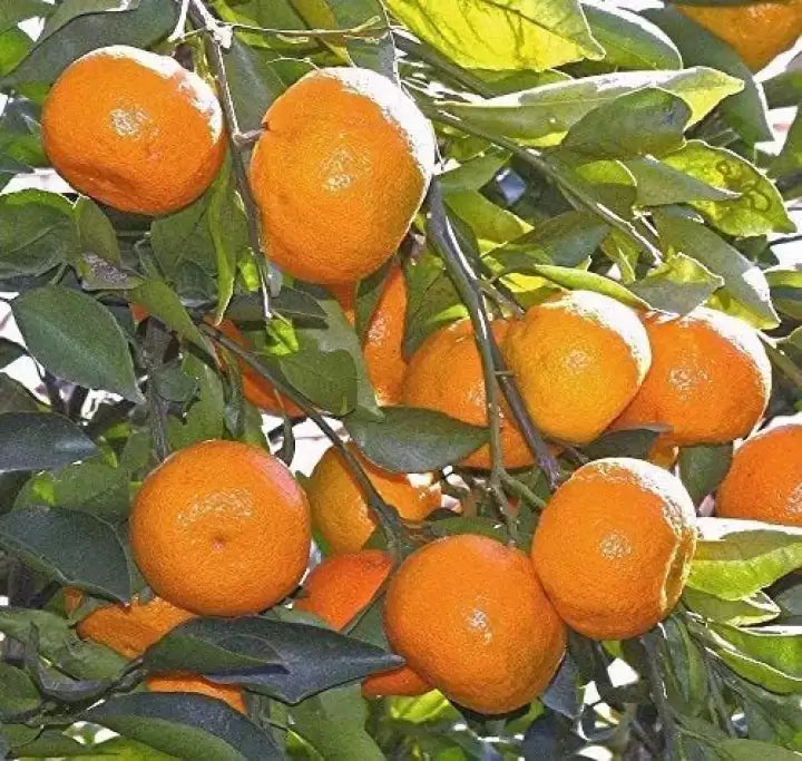 Yellow Orange Fruit Seeds for Planting – Heirloom Non-GMO Garden Seeds