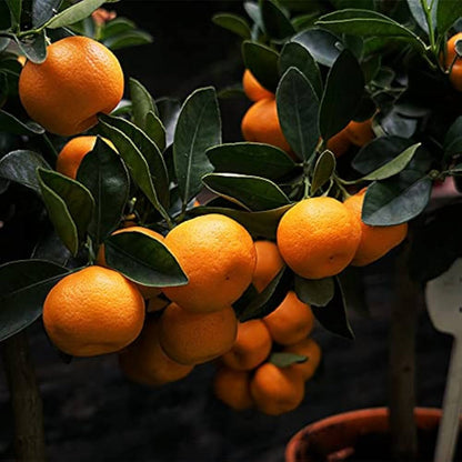 Orange Seeds for Planting Citrus sinensis – Heirloom Citrus Garden Seeds