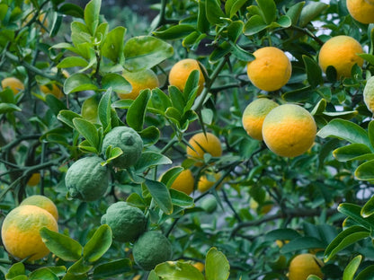 Hardy Orange Tree Seeds for Planting – Heirloom Non-GMO Garden Seeds