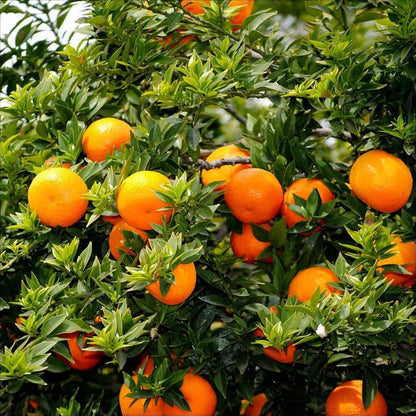 Orange Fruit Seeds for Planting Citrus sinensis – Heirloom Non-GMO Orange Seeds