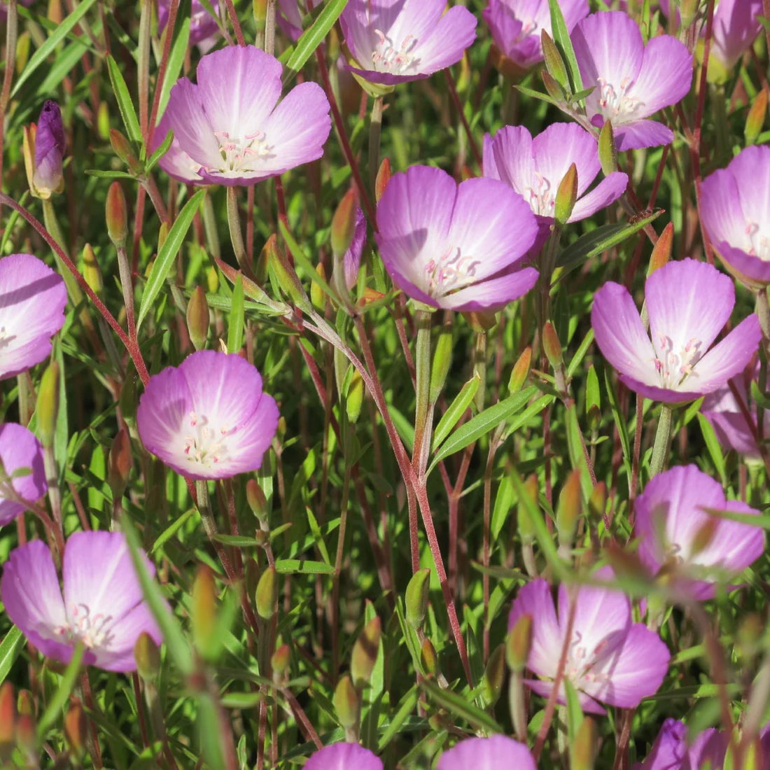 Lavender Clarkia flower seeds
