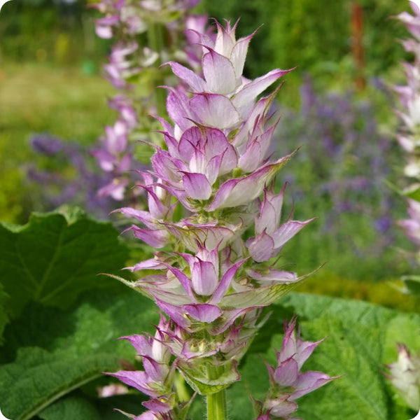 Clary Sage Herb Seeds for Planting – Heirloom Non-GMO Garden Seeds