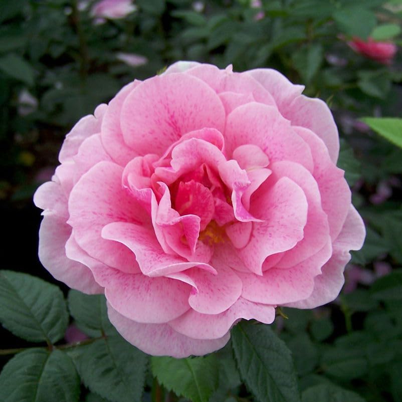 Pink Climbing flower seeds