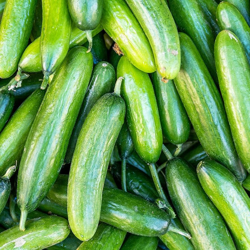 Boston Pickling Cucumber Seeds for Planting – Heirloom Non-GMO Garden Seeds