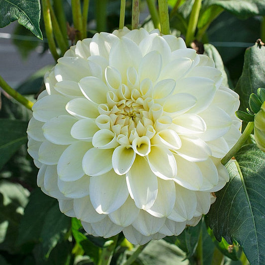 White Dahlia flower seeds