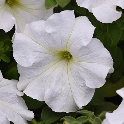 White Petunia flower seeds