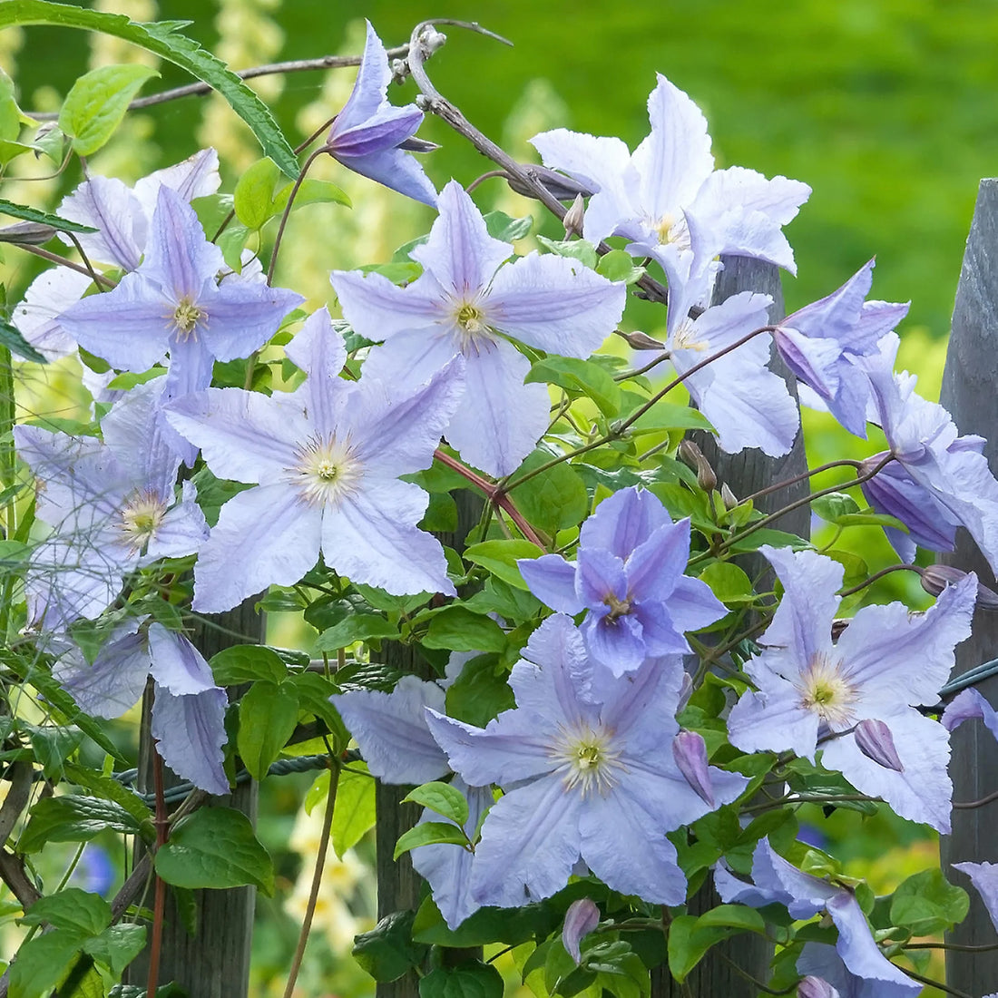 Blue Clematis flower seeds