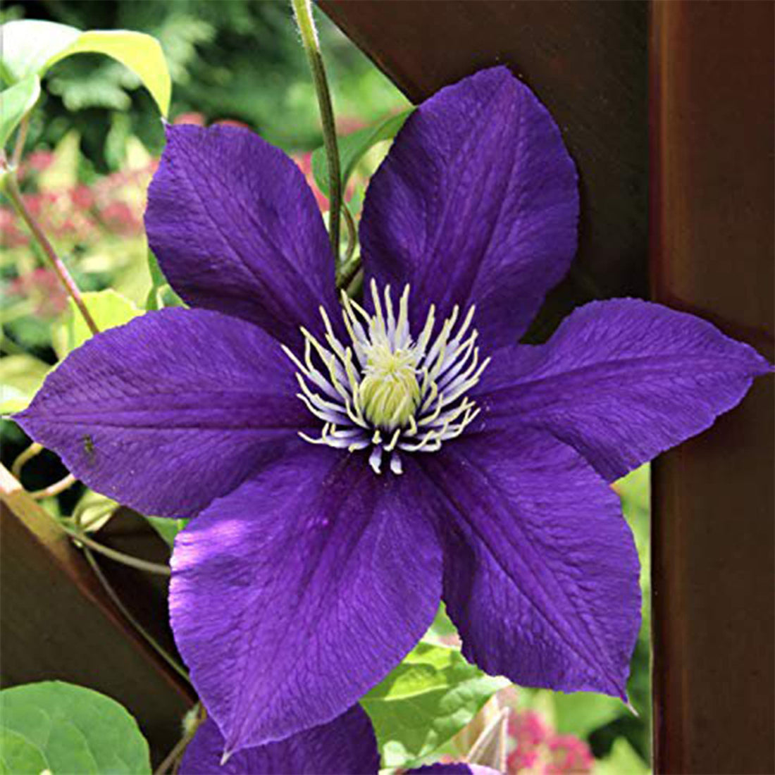 Elegant Clematis flower seeds