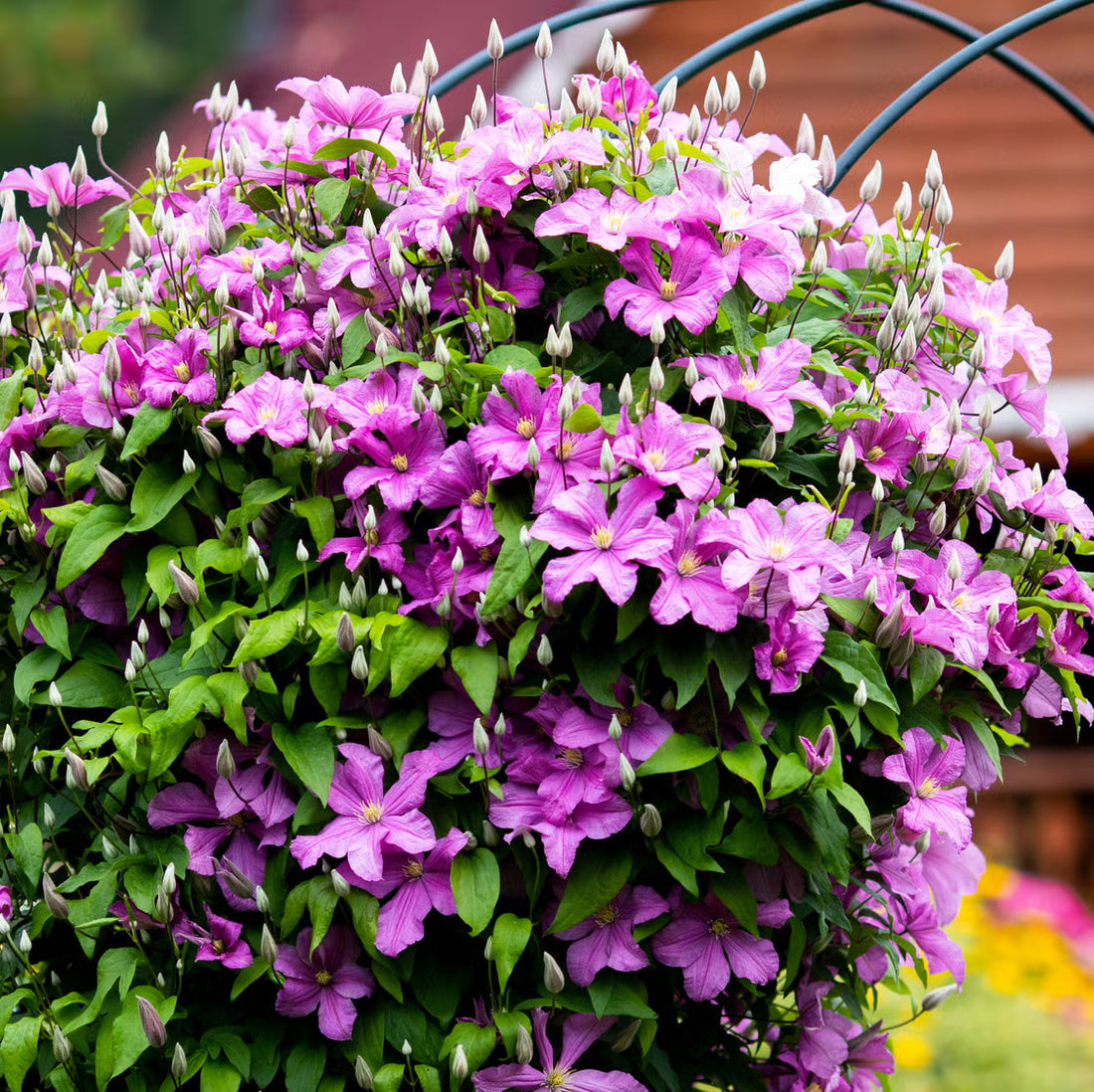Perennial Vine flower seeds