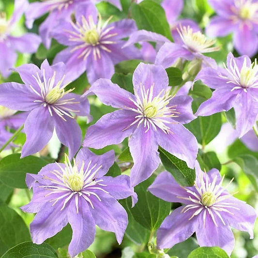 Violet Viticella flower seeds