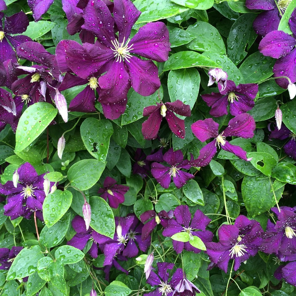 Deep Purple flower seeds