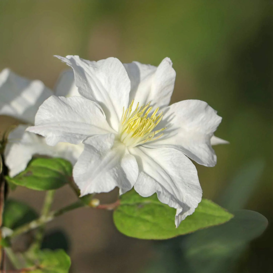 White Clematis flower seeds
