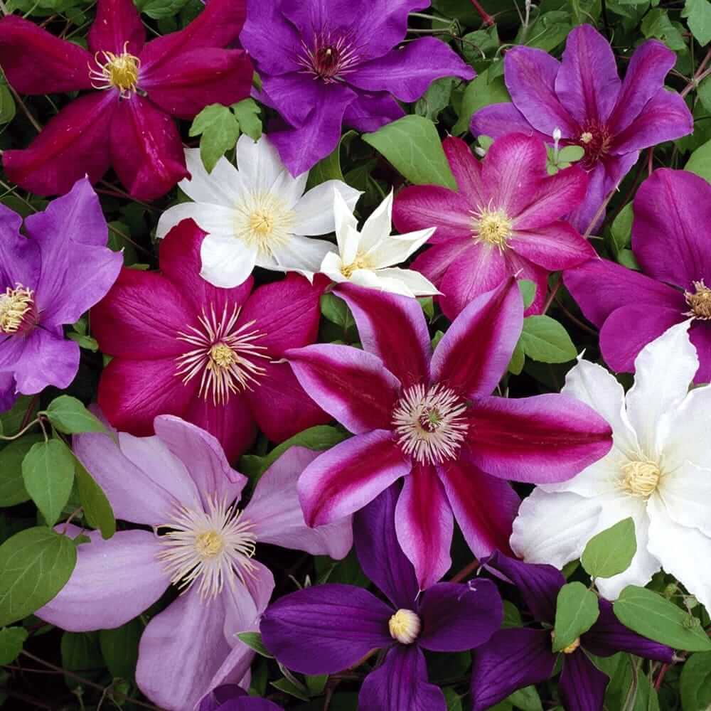 Clematis Hybrida flower seeds