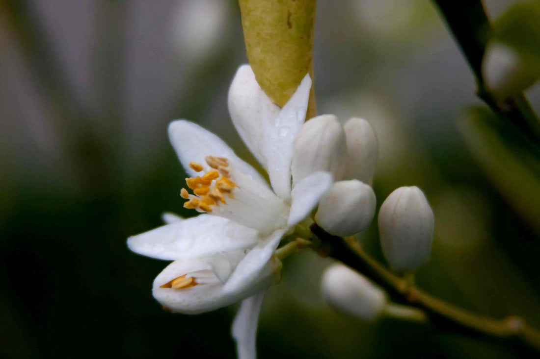 Clementine flower seeds