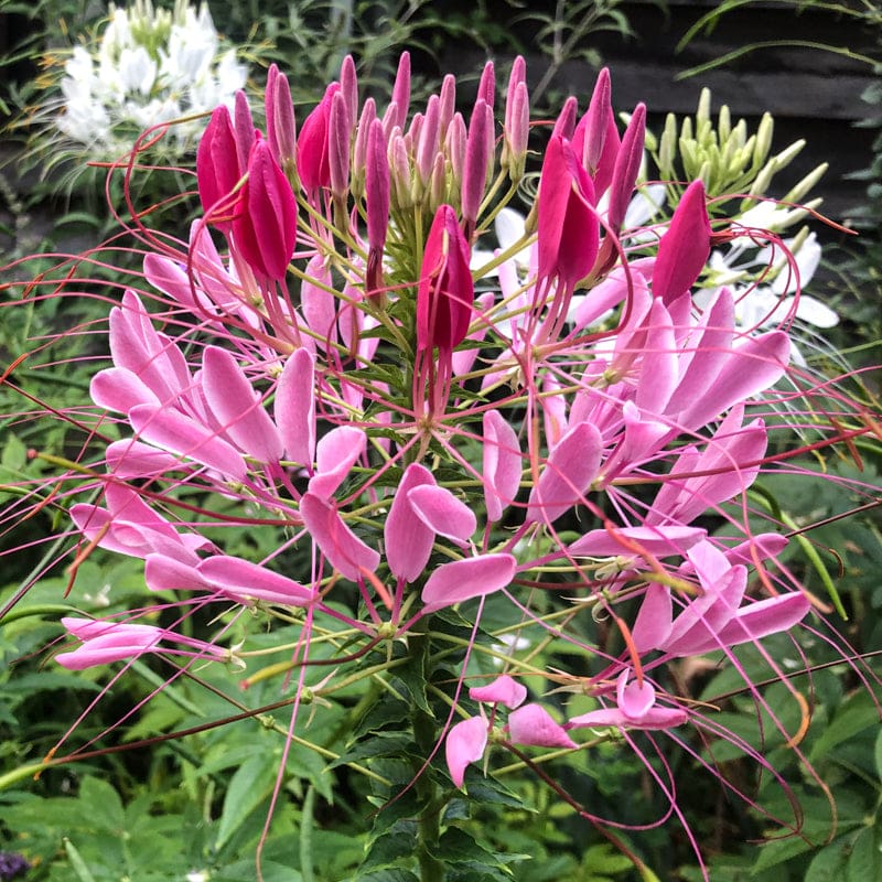 Queen Cleome flower seeds