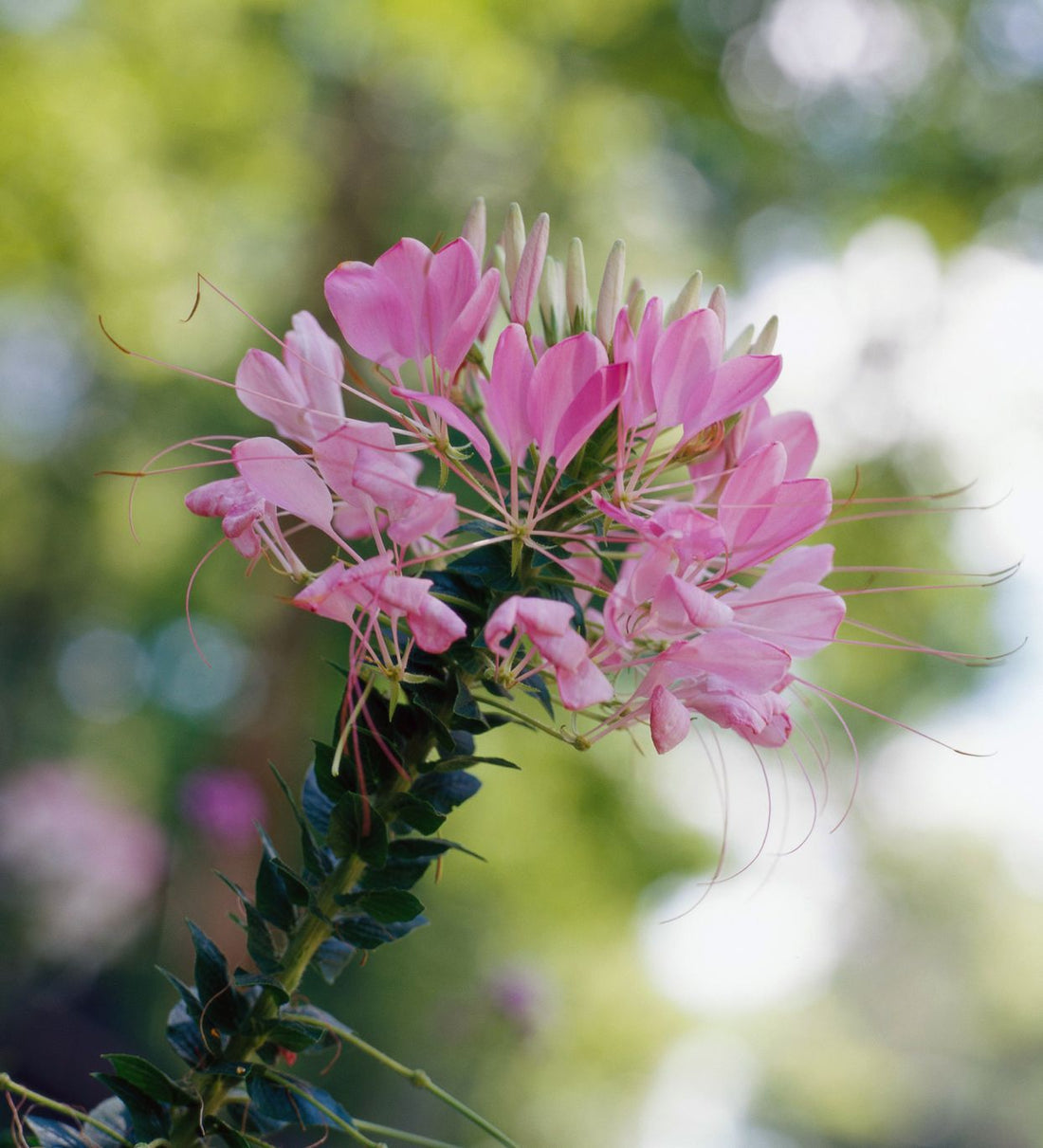 Purple Cleome flower seeds