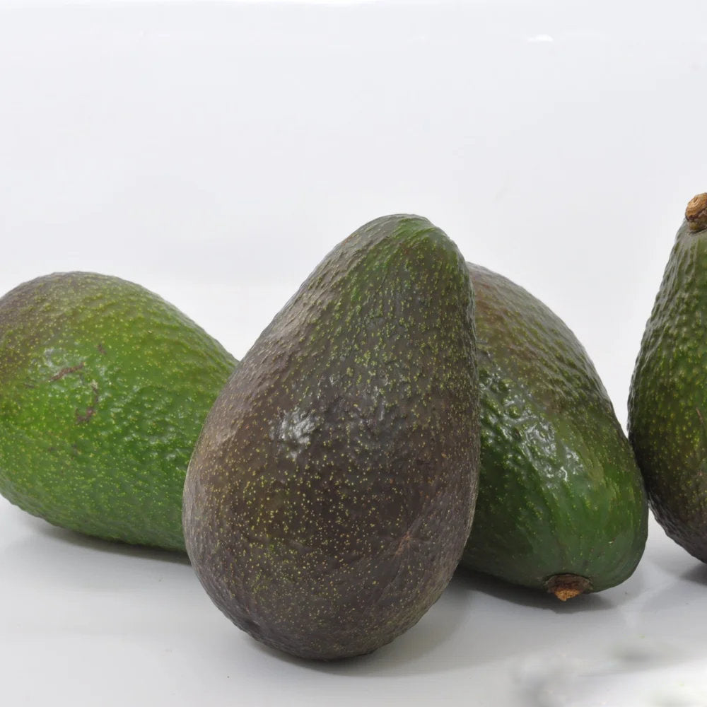 Cleopatra avocado fruit seeds for planting, showing a fresh avocado seed, young green seedling, and glossy foliage for home garden growing.