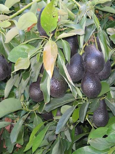 Cleopatra avocado fruit seeds for planting, showing a fresh avocado seed, young green seedling, and glossy foliage for home garden growing.