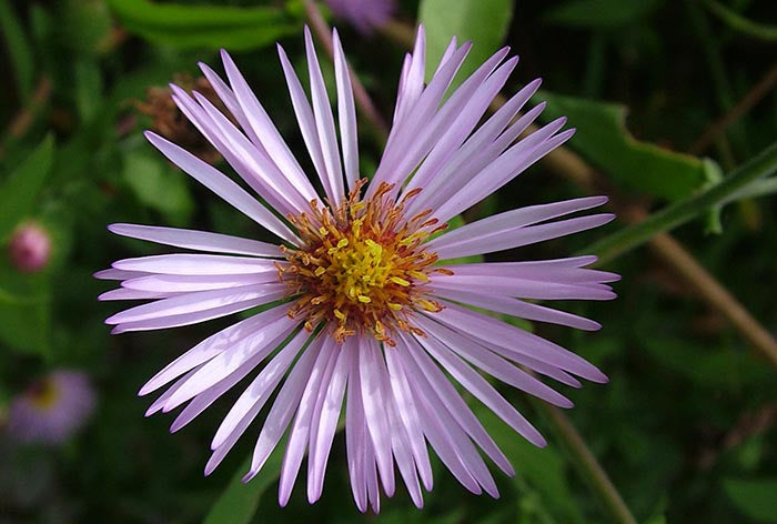 Climbing Aster flower seeds