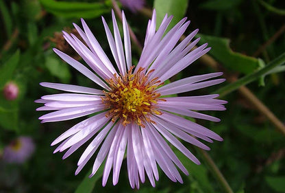 Climbing Aster flower seeds