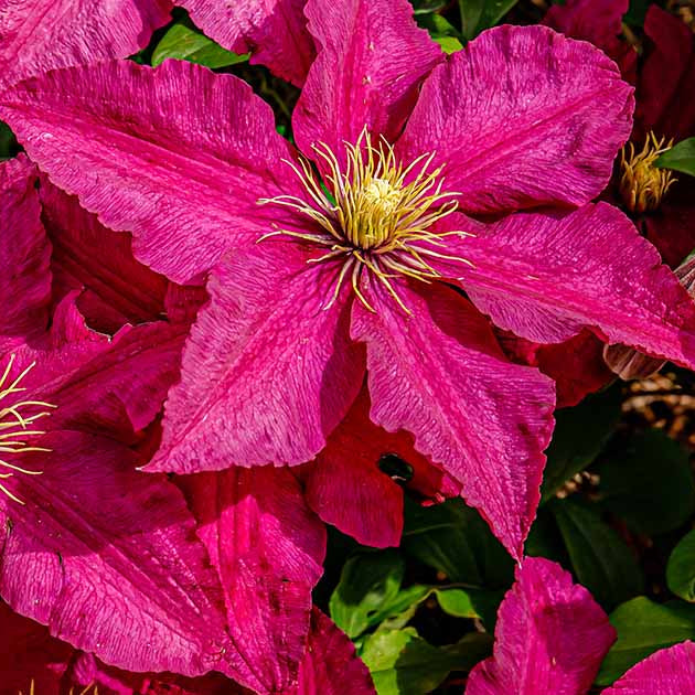 Burgundy Clematis flower seeds