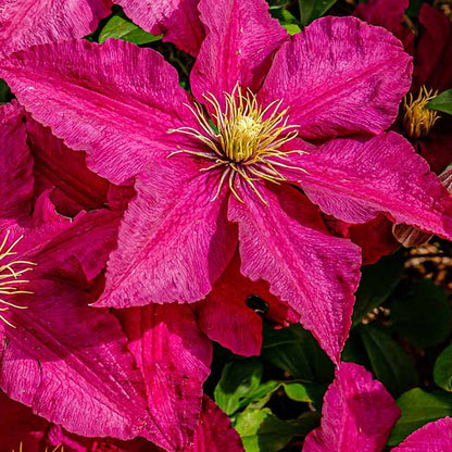 Burgundy Clematis flower seeds