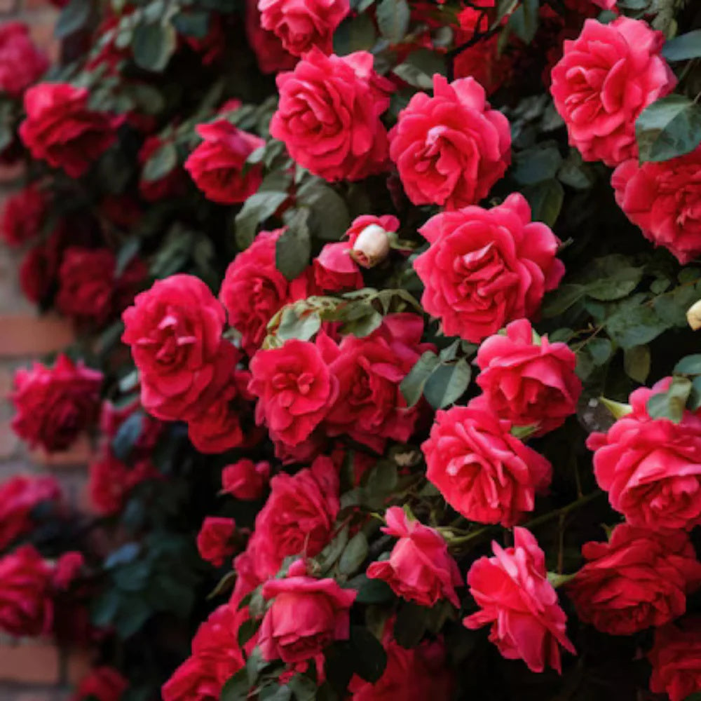 Fragrant Climbing Rose plant