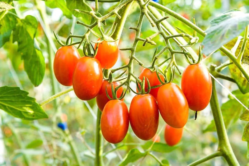 Trip-L-Crop Climbing Tomato Vegetable Seeds for Planting – Heirloom Non-GMO Garden Seeds