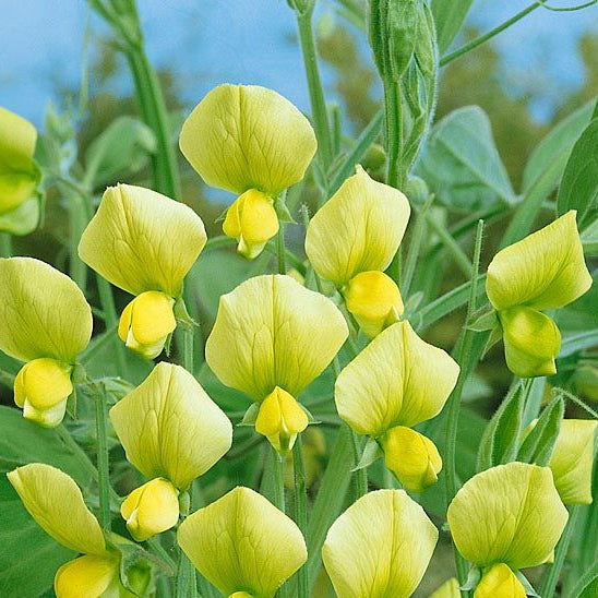Yellow Sweet flower seeds