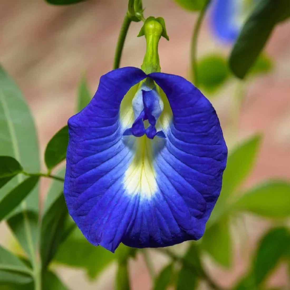 Clitoria flower seeds