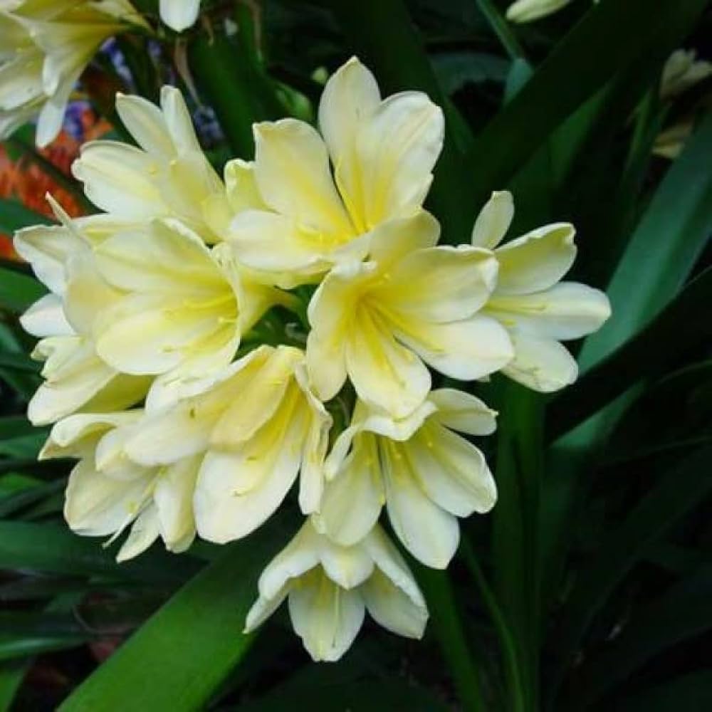 Clivia Miniata flower seeds