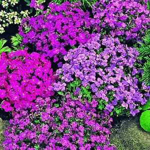 Purple Pink flower seeds