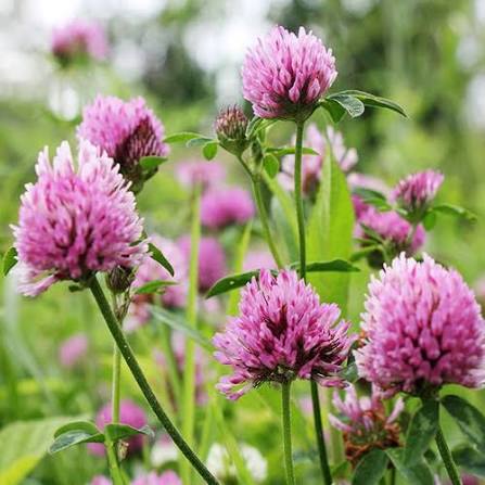 Clover Ground Cover Growing in Garden