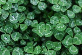Green Clover flower seeds