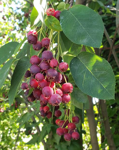 Coastal serviceberry seeds for planting, featuring Amelanchier ovalis, a flowering shrub grown for seasonal foliage and colorful berries.