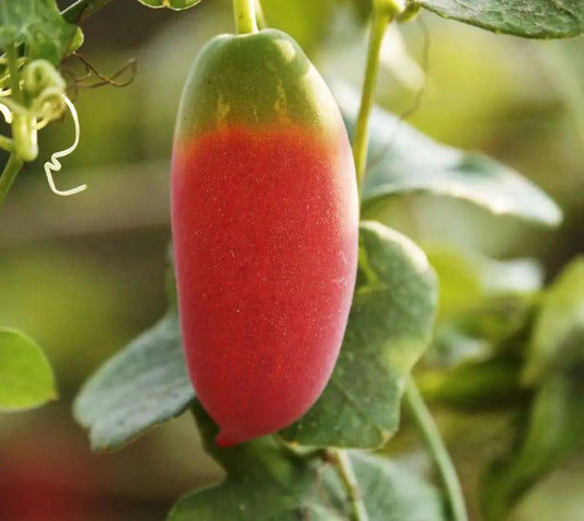 Ivy Gourd Seeds