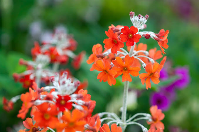 Cockburniana Flower Seeds with bright orange-red Primula cockburniana flowers