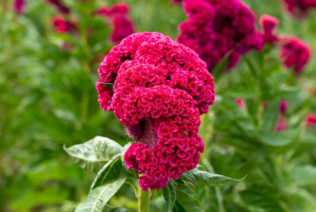 Celosia flower seeds